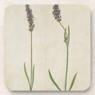 Lavandula officinalis (alter englischer Lavendel), Untersetzer