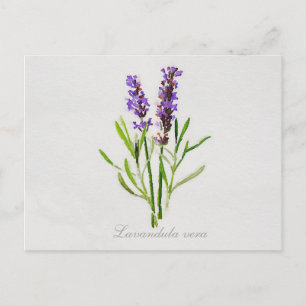 Lavandula Vera Postkarte