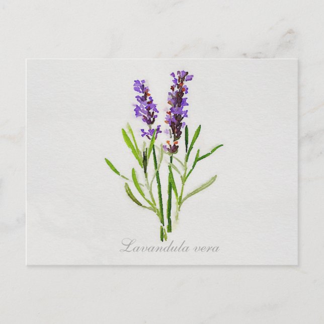 Lavandula Vera Postkarte (Vorderseite)