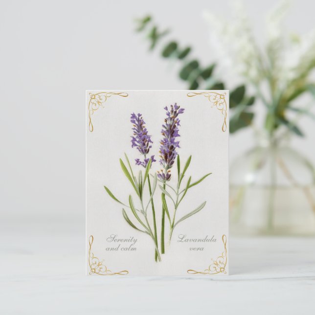 Lavandula Vera Serenity and Calm (Stehend Vorderseite)