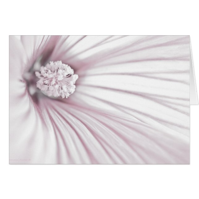 Lavatera Blume Macro Card (Vorderseite (Horizontal))