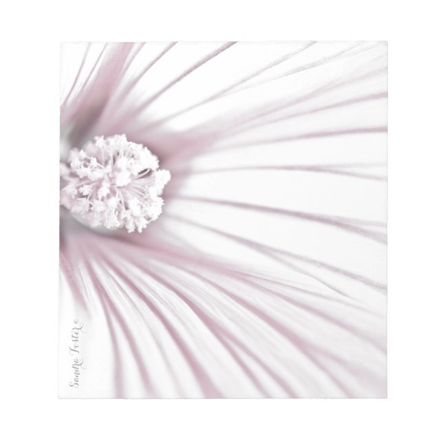 Lavatera Blume Macro Notizblock (Vorderseite)