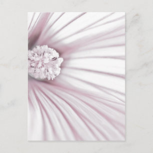 Lavatera Blume Macro Postkarte