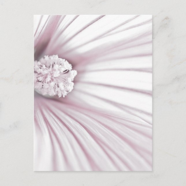 Lavatera Blume Macro Postkarte (Vorderseite)