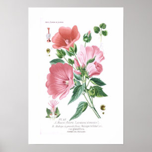 Lavatera trimestris und Malope trifida Poster