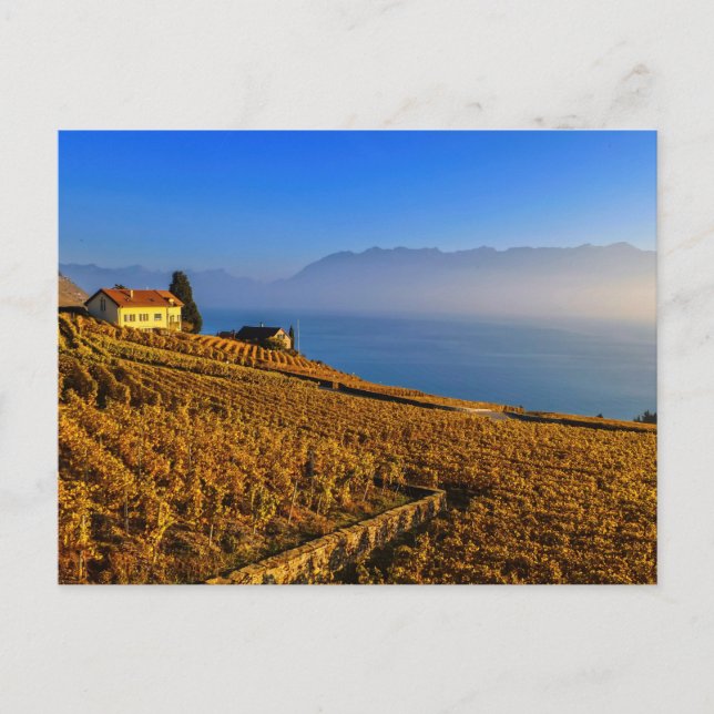 Lavaux region, Vaud, Switzerland Postkarte (Vorderseite)
