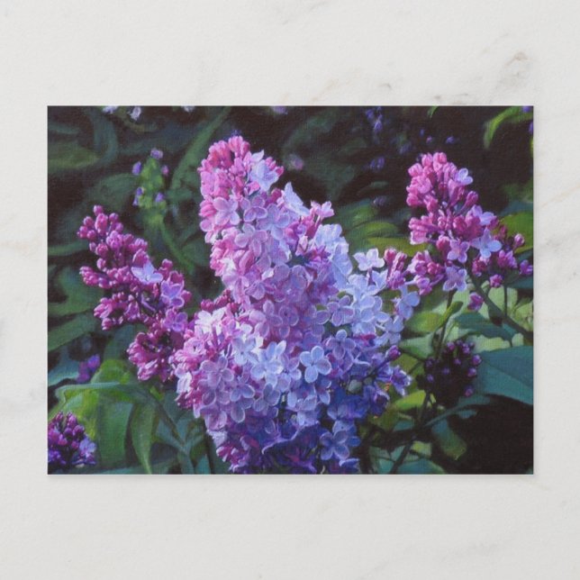 Lavendar Lilacs Postkarte (Vorderseite)