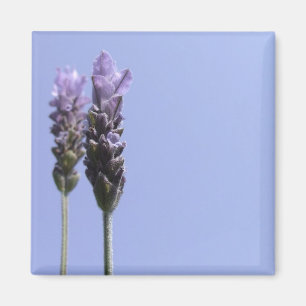 Lavendar Magnet