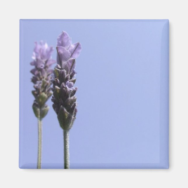 Lavendar Magnet (Devant)