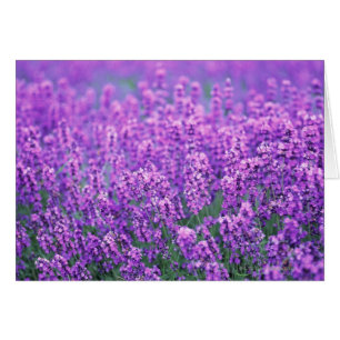 Lavendel