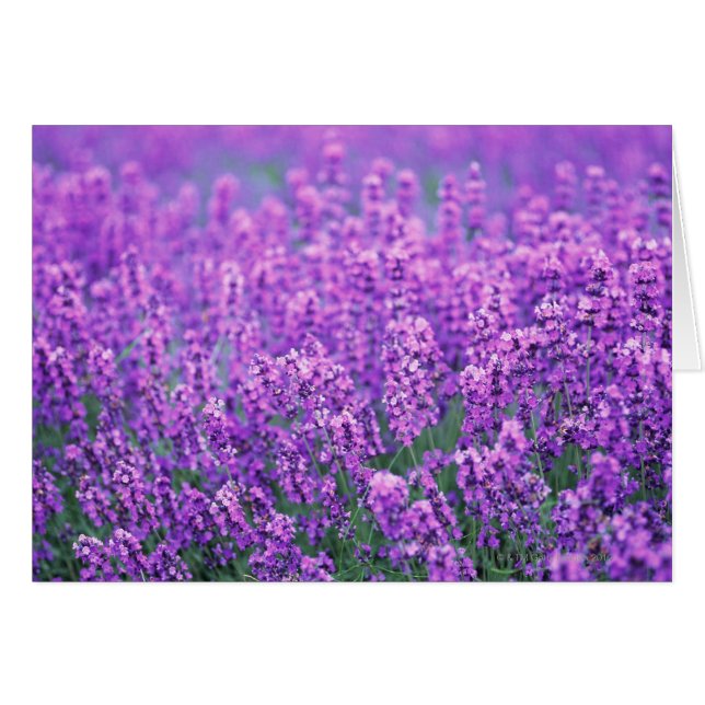 Lavendel (Vorderseite (Horizontal))