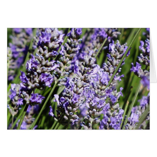 Lavendel (Vorderseite (Horizontal))