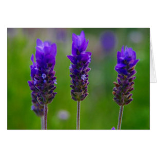 Lavendel