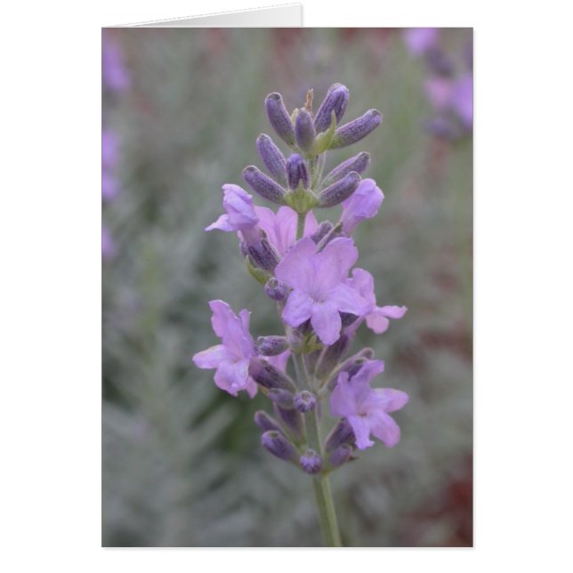 Lavendel (Vorne)