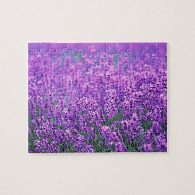Lavendel (Horizontal)