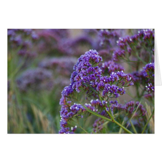 Lavendel am Meer (Vorderseite (Horizontal))