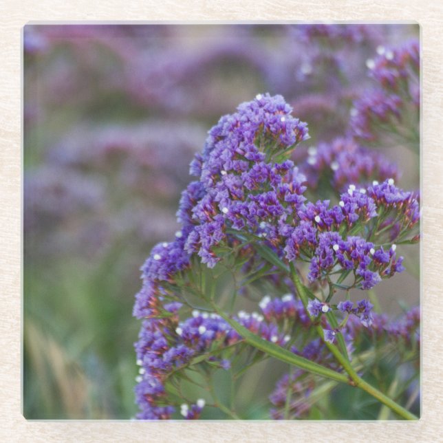 Lavendel am Meer Glasuntersetzer (Vorderseite)