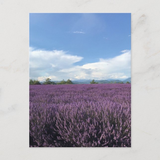 Lavendel an der französischen Riviera Postcard Postkarte (Vorderseite)