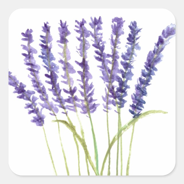 Lavendel Aquarellmalerei, violette Blumen Quadratischer Aufkleber (Vorderseite)