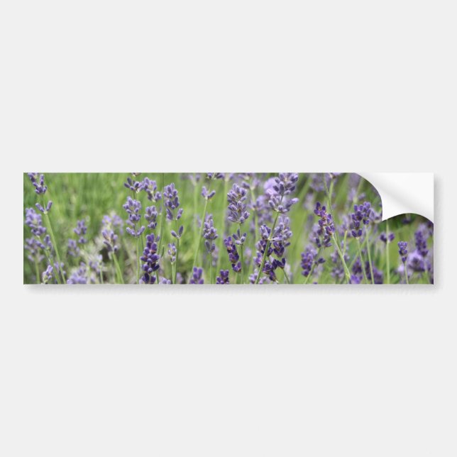 Lavendel Autoaufkleber (Vorne)