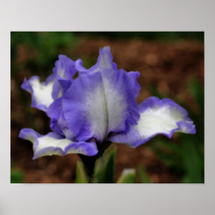 Lavendel Bearded Iris Blume Orton Art Poster