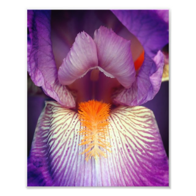 Lavendel Bearded Iris Blume Petal Nah 8x10 Fotodruck (Vorne)