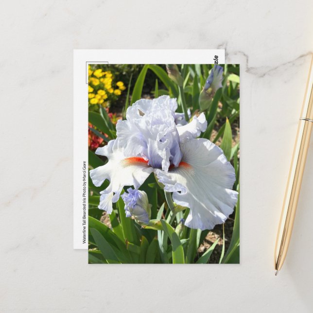 Lavendel Bearded Iris Postcard Postkarte (Vorderseite/Rückseite Beispiel)
