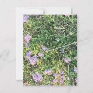 Lavendel blühen unter wilden Wiesen Postkarte