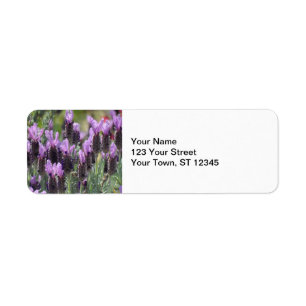 Lavendel-Blume