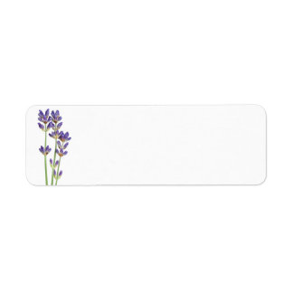 Lavendel-Blume Abgeschieden im weißen Hintergrund