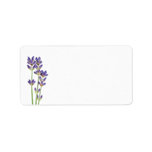 Lavendel-Blume Abgeschieden im weißen Hintergrund Adressaufkleber