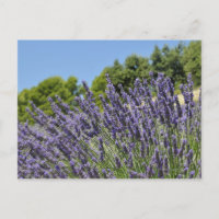 Lavendel-Blume im Sommer, Provence