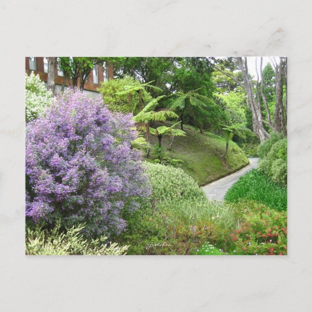 Lavendel Blume in Neuseeland. Postkarte (Vorderseite)