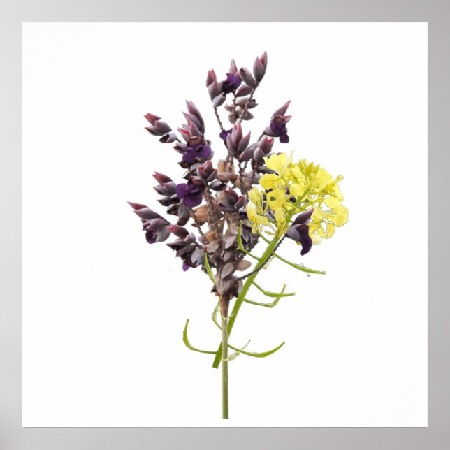 Lavendel-Blume Poster (Vorne)