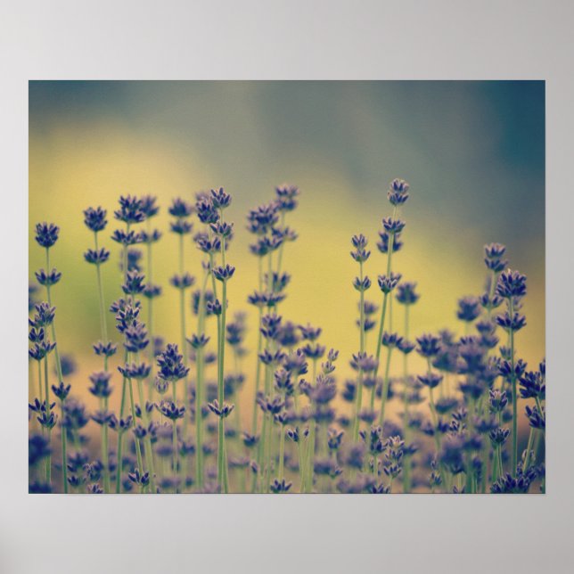 Lavendel-Blume Poster (Vorne)