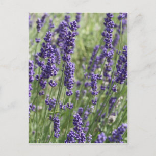 Lavendel Blume Postkarte