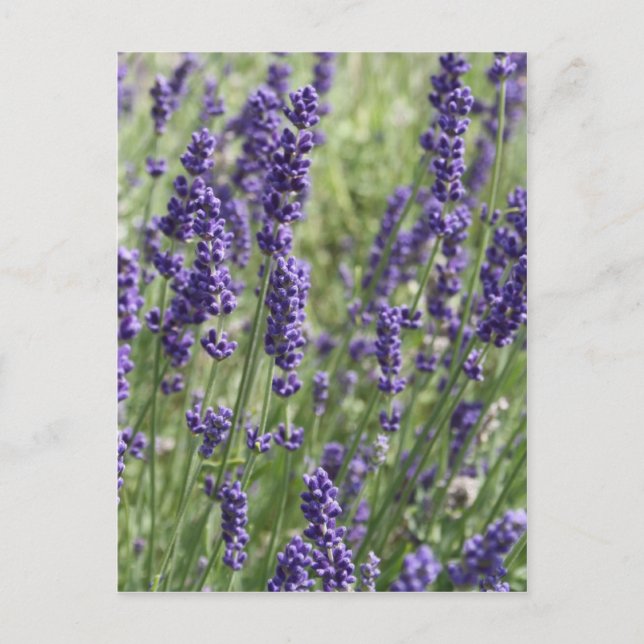Lavendel Blume Postkarte (Vorderseite)
