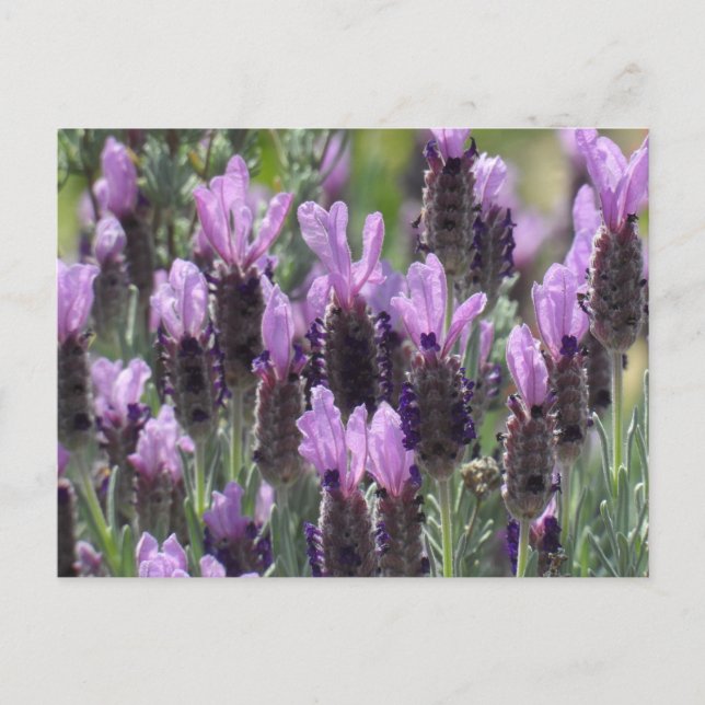 Lavendel-Blume Postkarte (Vorderseite)