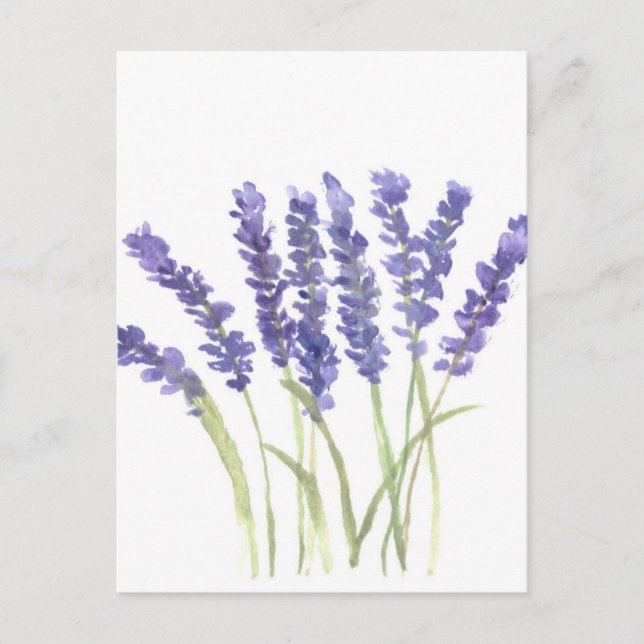 Lavendel-Blume Postkarte (Vorderseite)