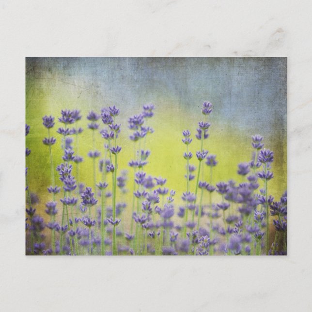 Lavendel-Blume Postkarte (Vorderseite)