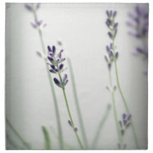 Lavendel-Blume