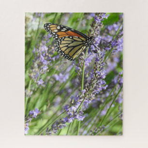 Lavendel-Blume und Monarch Butterfly-Fotografie