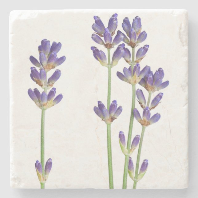 Lavendel-Blumen abgeschieden auf weißem Steinuntersetzer (Vorderseite)