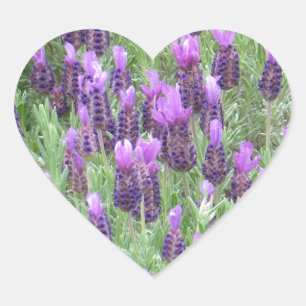 Lavendel-Blumen-Herz-Aufkleber Herz-Aufkleber