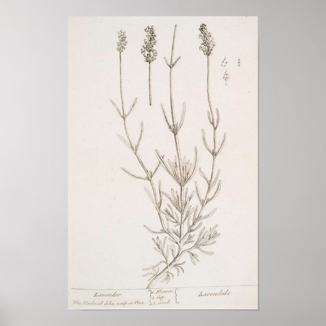 Lavendel-Botanik-Poster Poster (Vorne)
