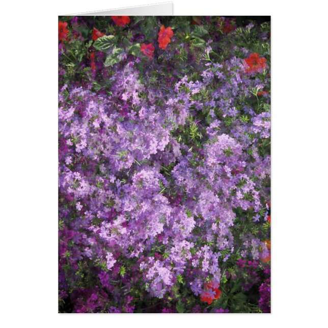 Lavendel Bush (Vorne)