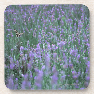 Lavendel-Feld Untersetzer