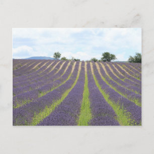 Lavendel Field in der Provence Postkarte