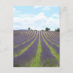 Lavendel Field in der Provence Postkarte