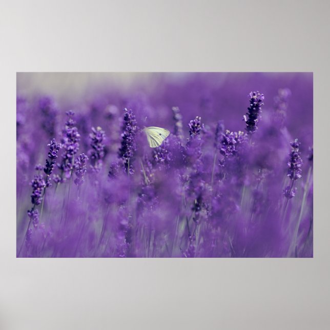 Lavendel Field Poster (Vorne)